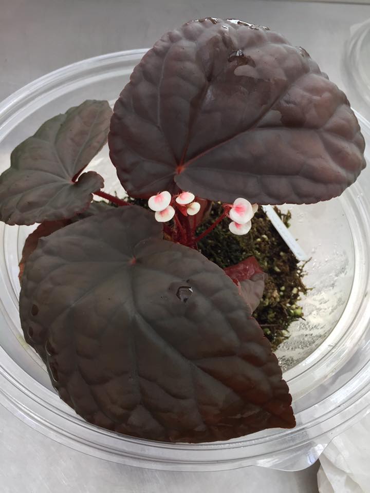 B. anisosepala